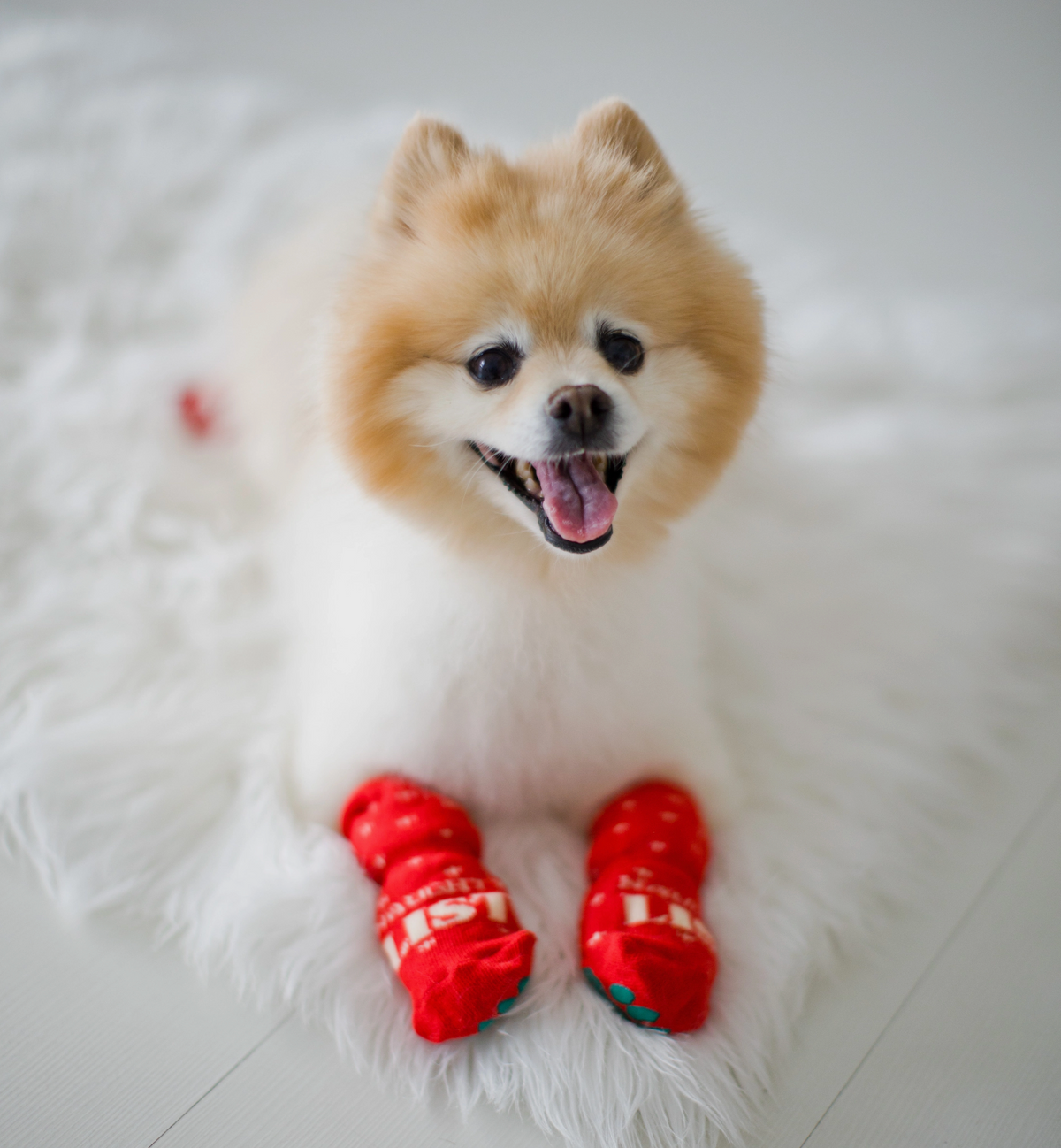 Human & Dog Sock Set: Naughty & Nice List