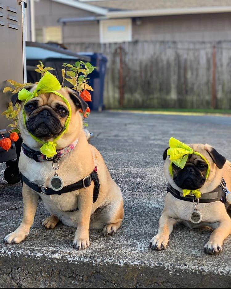 Earth-Friendly Poop Bags Bundle