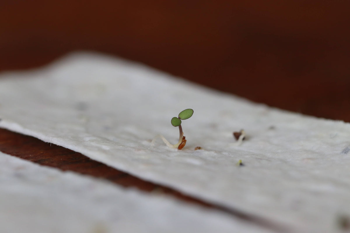 Plantable Bookmark: Baby Blue-eyes