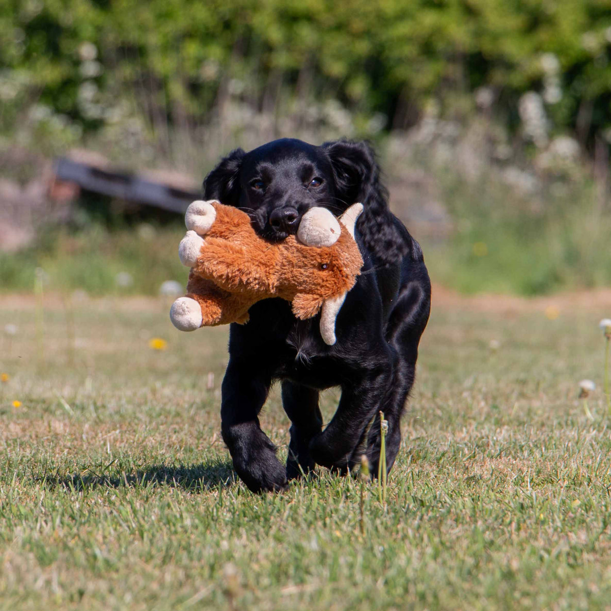 Small Bite Highland Cow For Puppies & Smaller Dogs