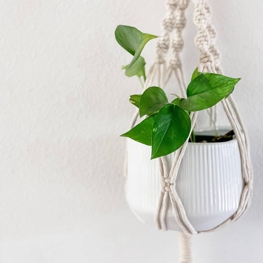 A Branch & Cord cotton macrame hanging plant pot holder: white braided plant hanger supporting pot of green leaves