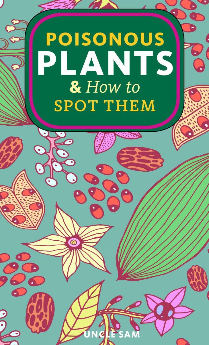 Microcosm Publishing Poisonous Plants & How to Spot Them (Zine): close view of a book page